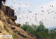 srp-dp-fauna-06