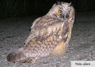 srp-dp-fauna-11