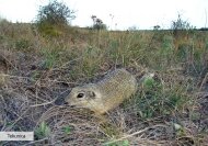 srp-dp-fauna-13