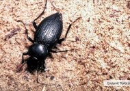 srp-dp-fauna-14